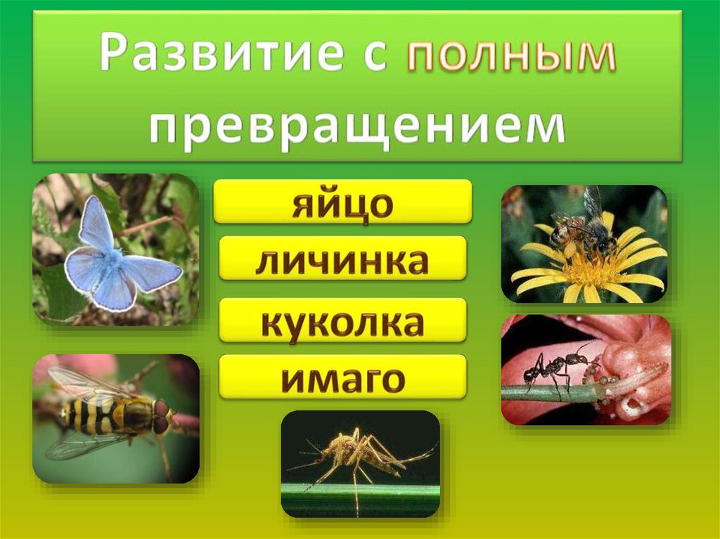 Муравей рыжий неполное превращение. Яйцо личинка куколка Имаго. Полное превращение биология. Развитие с неполным превращением муравей. Муравьи развиваются с полным превращением.