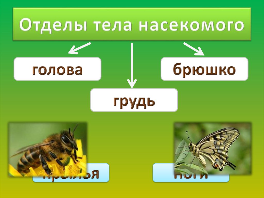 Презентация на тему класс насекомые 7 класс биология