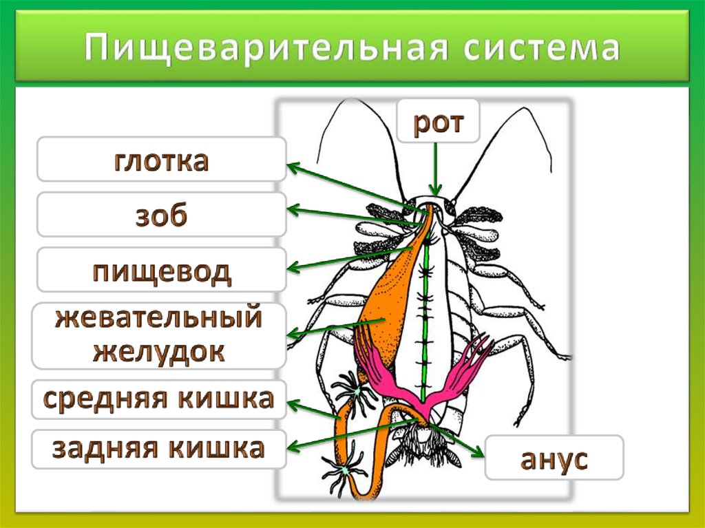 Какие системы у насекомых. Пищеварительная система насекомых схема. Внутреннее строение майского жука. Пищеварительная система майского жука. Внутреннее и внешнее строение жука-плавунца.