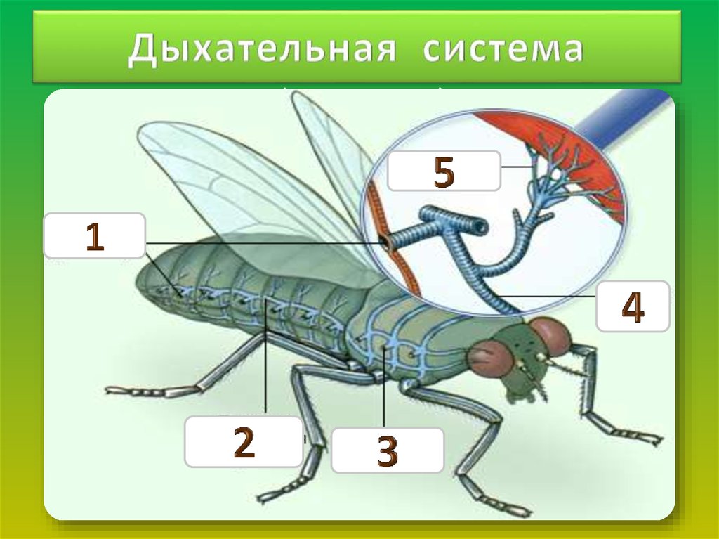 Дыхательная система насекомых рисунок