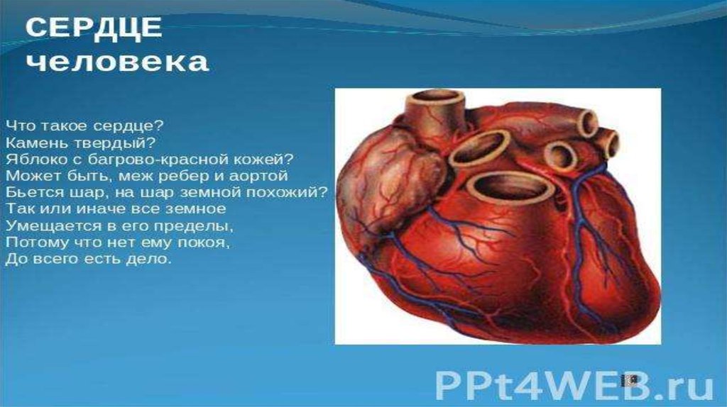 Сердечно сосудистая система 8 класс. Сердечно-сосудистая система человека презентация. Сердечно сосудистая система презентация. Презентация на тему сердечно сосудистая система. ССС человека презентация.