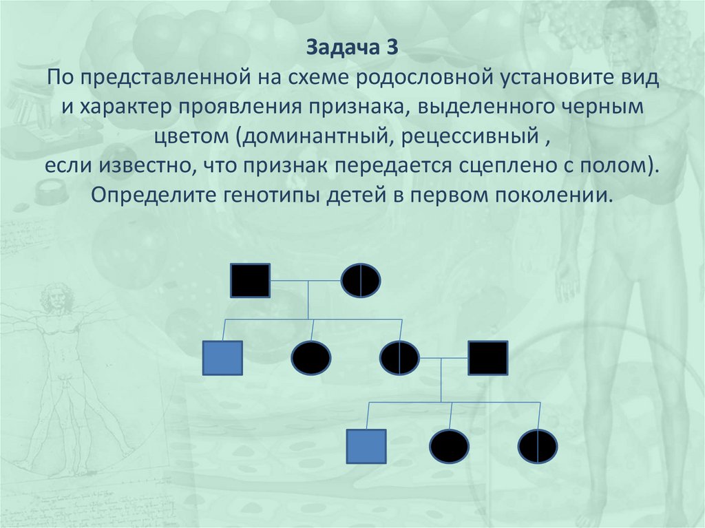 Родословная по цвету глаз схема до прабабушек и прадедушек