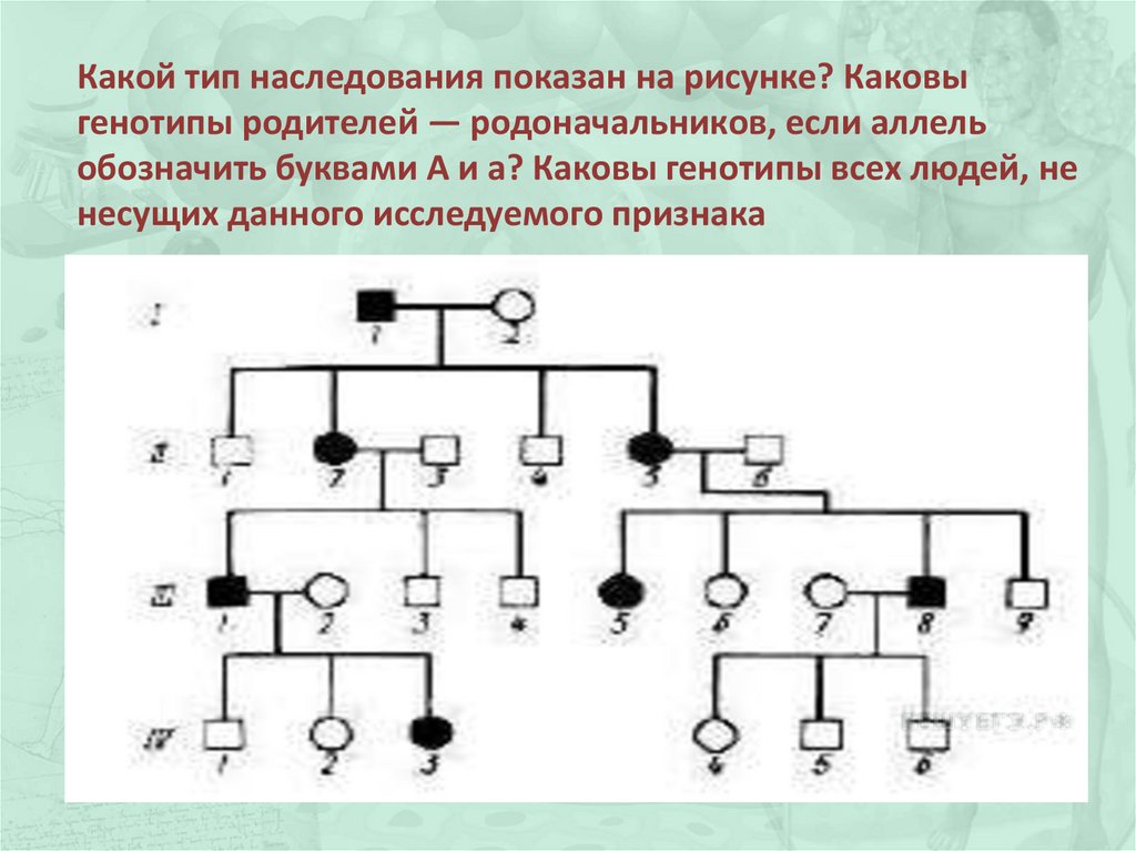 Какой тип наследования показан на рисунке каковы генотипы родителей родоначальников если аллель