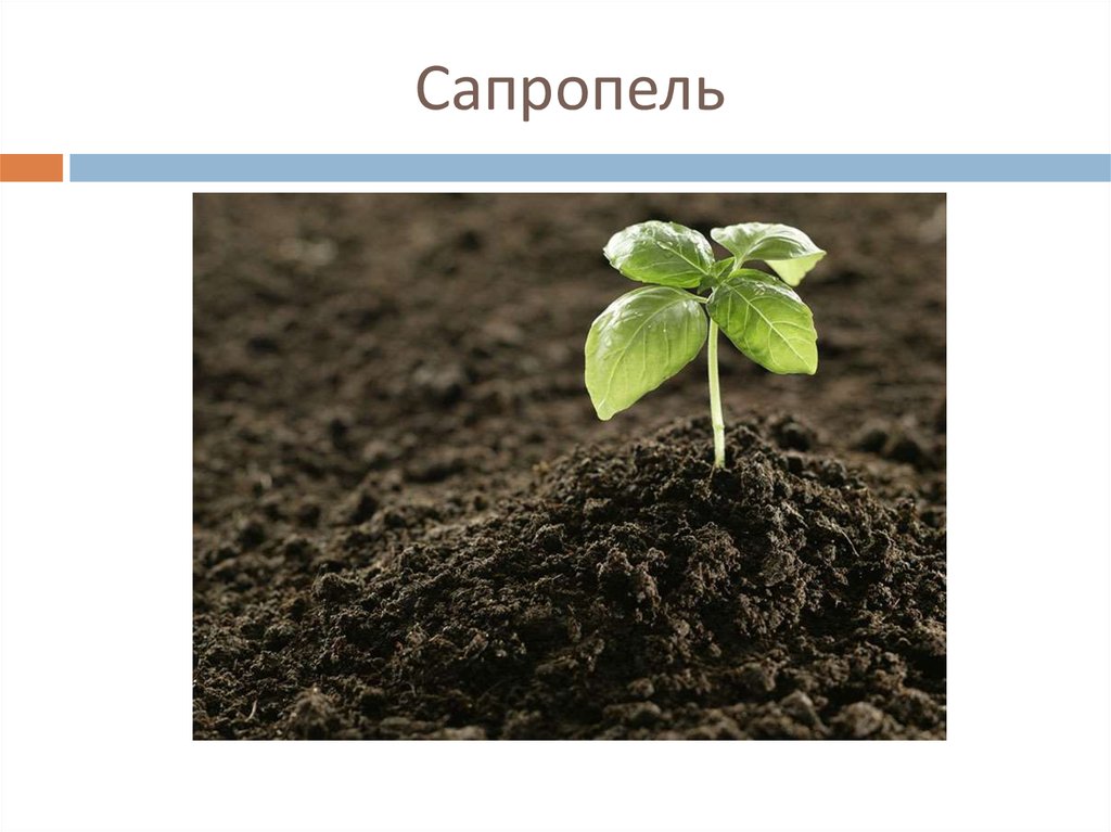Темы для презентаций powerpoint почва