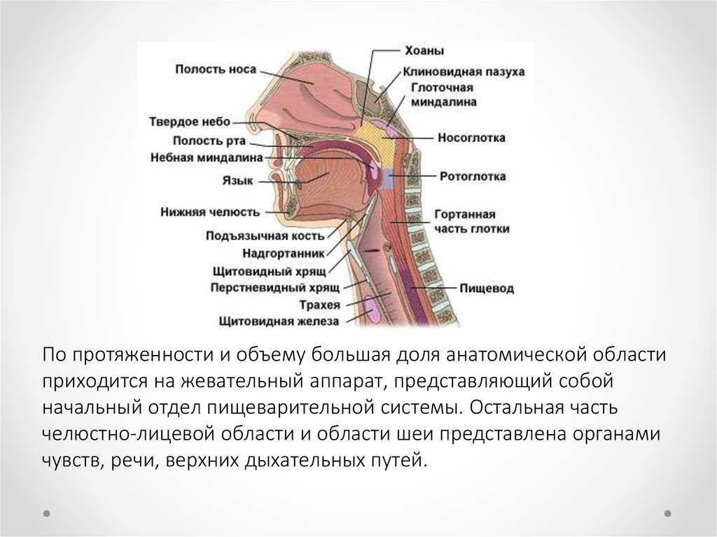 Хоаны. Полость носа хоаны. Хоаны в носовой полости. Полость носа ноздри и хоаны.