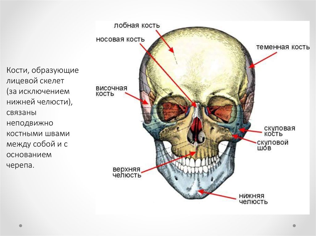 Лицевой скелет черепа. Кости лицевого отдела черепа анатомия. Непарная подвижная кость лицевого черепа. Особенности строения костей лицевого черепа. Перечислите кости лицевого отдела черепа.