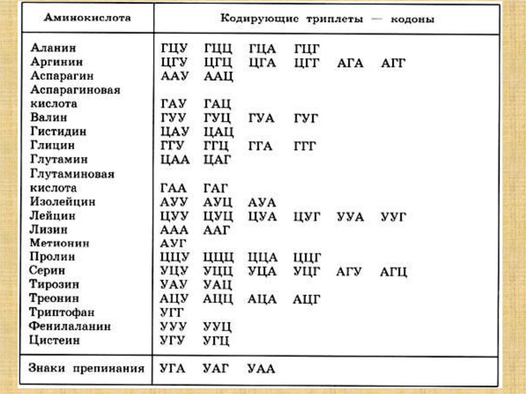 Гца аминокислота. Аминокислоты таблица генетического кода. Триплеты ДНК таблица. Таблица триплетов генетического кода ДНК. Таблица аминокислот и триплетов ДНК.