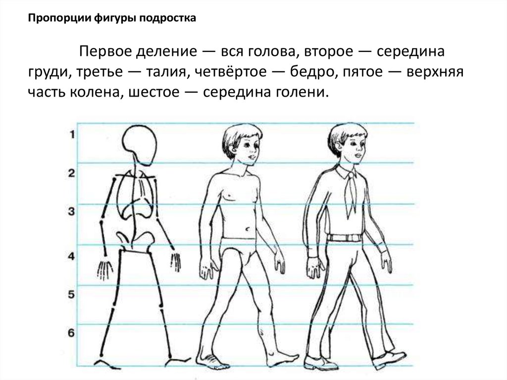 8 частей человека. Фигура человека рисунок. Пропорции фигуры подростка. Фигура человека для рисования. Схема изображения человека.