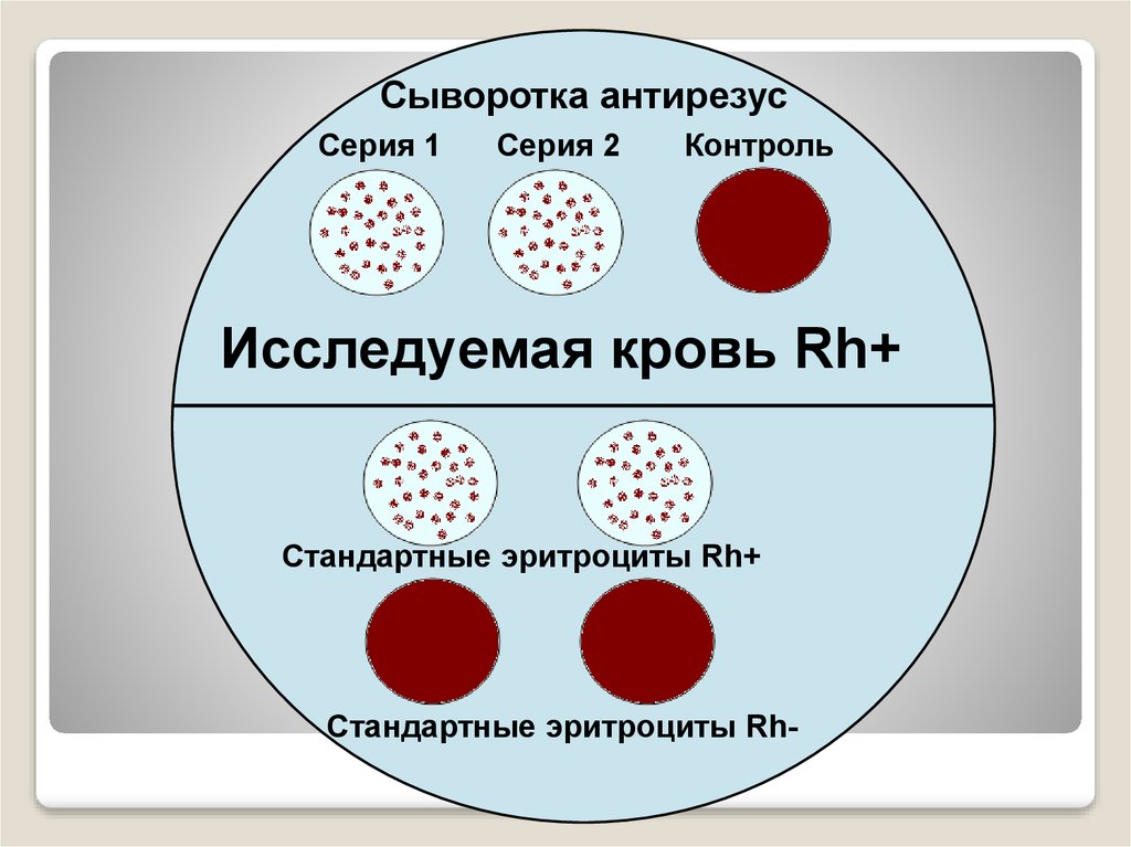 Белки определяющие группу крови. Стандартные эритроциты для определения групп. Определение группы крови стандартными эритроцитами. Метод стандартных эритроцитов. Группа крови по стандартным эритроцитам.