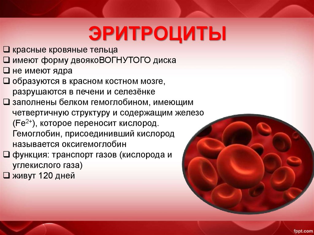 Клетки печени в крови