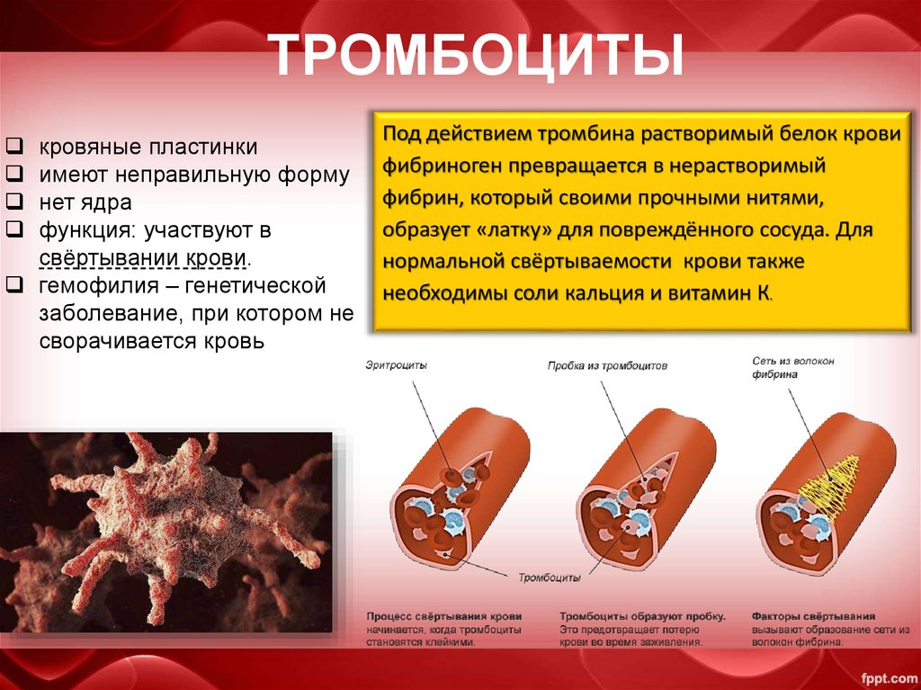 Тромбоциты при кровотечении. Тромбоциты. Белок тромбоцитов. Роль тромбоцитов в свертывании крови. Тромбоциты и их роль в свертывании крови.