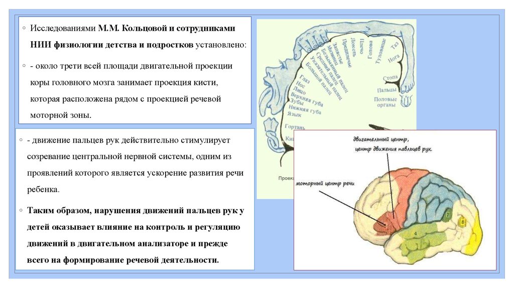 Двигательная зона коры мозга. Формирование коры головного мозга. Проекция зоны двигательной коры. Локализация двигательных зон коры. Проекции головного мозга.