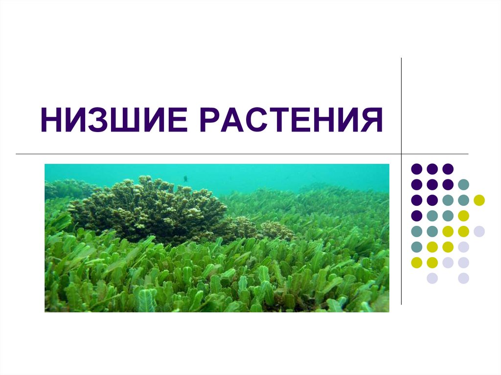 Какие растения низшие. Низшие растения. Низшие растения примеры. Низкие растения. Низшие растения это в биологии.