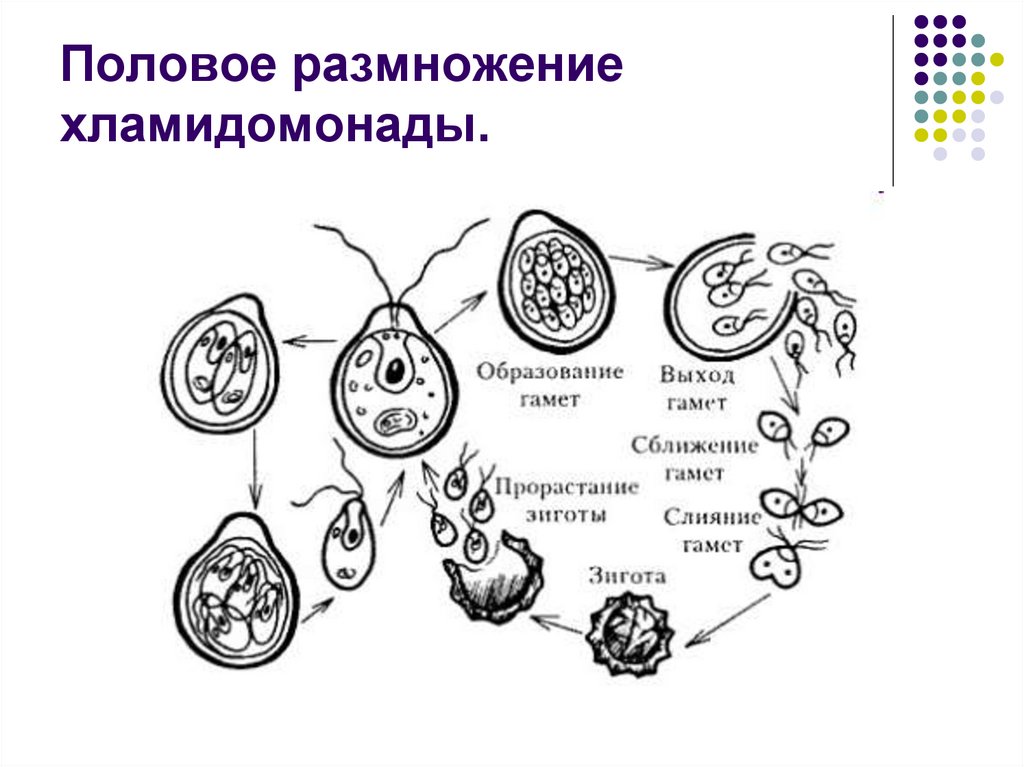 Схема с подписями бесполое размножение хламидомонады