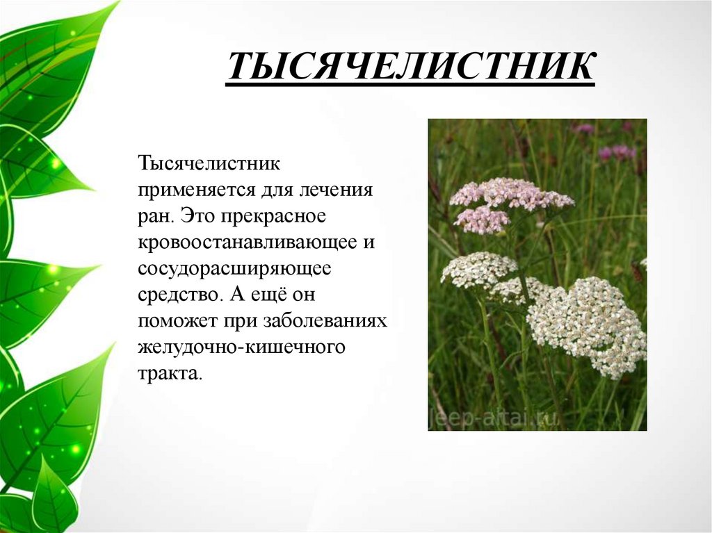 Ты знаешь названия растений изображенных на рисунке это иван чай лисохвост тысячелистник сон трава