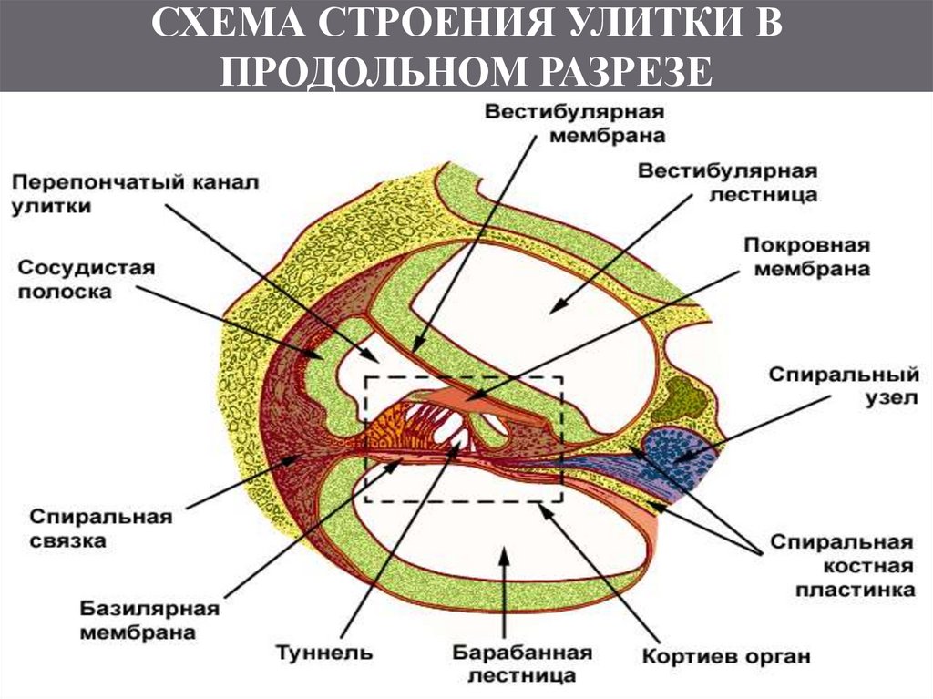 Канал улитки состоит из. Продольный срез улитки внутреннего уха. Улитка Кортиев орган гистология. Строение улитки схема. Строение перепончатого канала улитки.