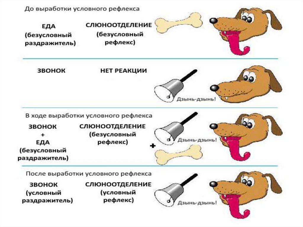 Безусловные рефлексы и условные картинки