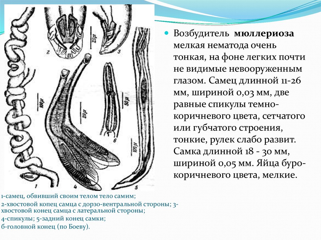 Диктиокаулез овец презентация