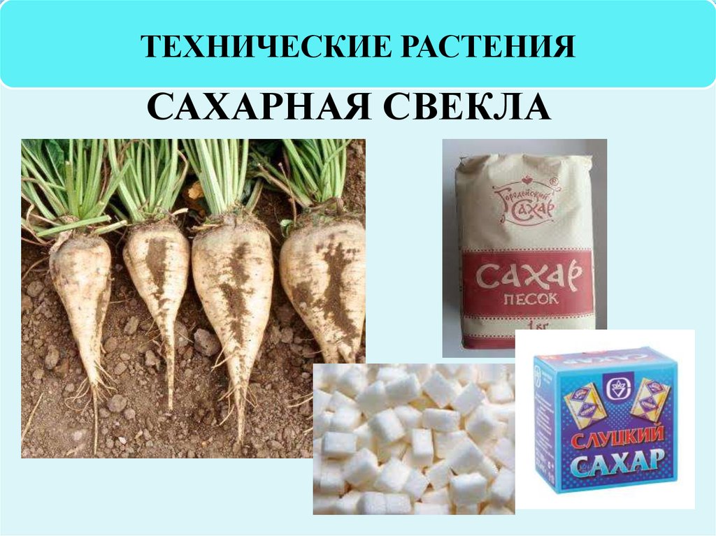 Технические растения картинки