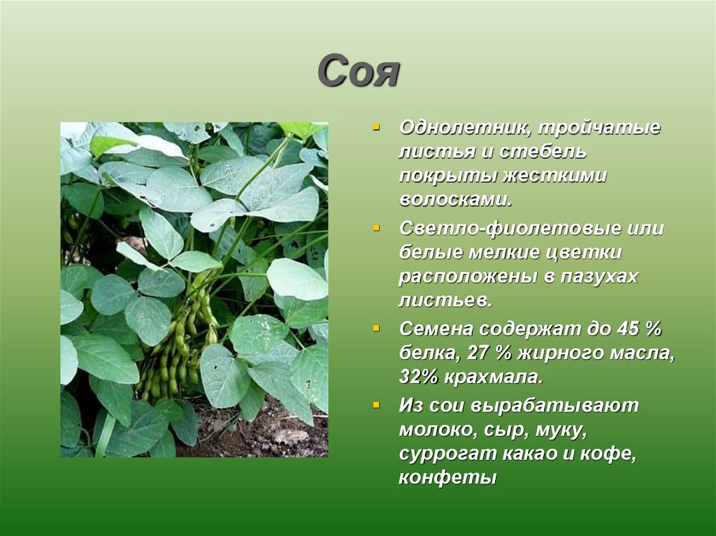 Особенности листьев особенности стебля. Соя семейство. Соя растение. Стебель сои. Соя описание растения.