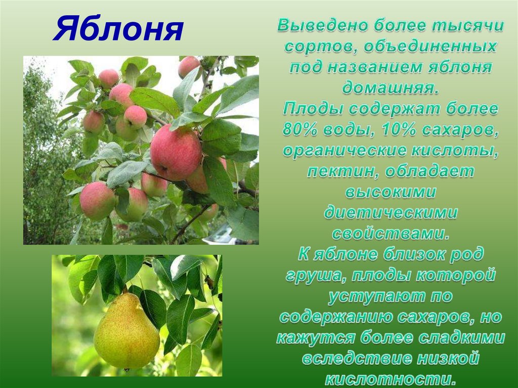 Презентация яблоня. Информация о яблоне. Доклад про яблоню. Культурное растение яблоня.