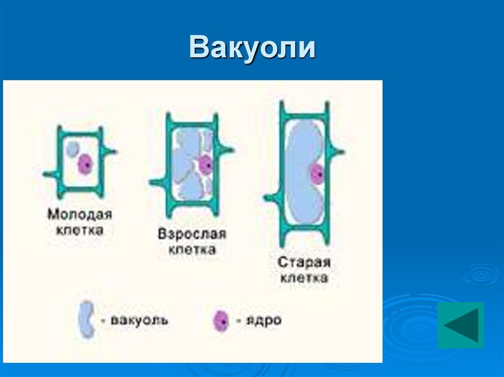 Клетки растений имеют вакуоли