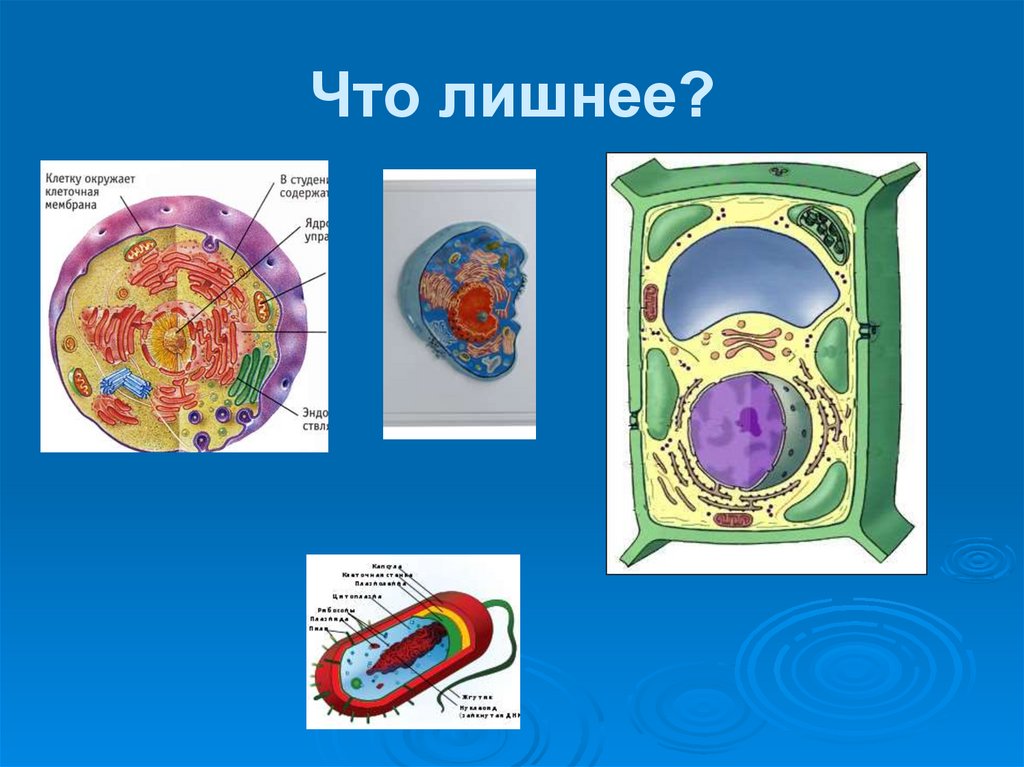 Клетка окружена клеточной. Проект по окружающему миру темы микромир.