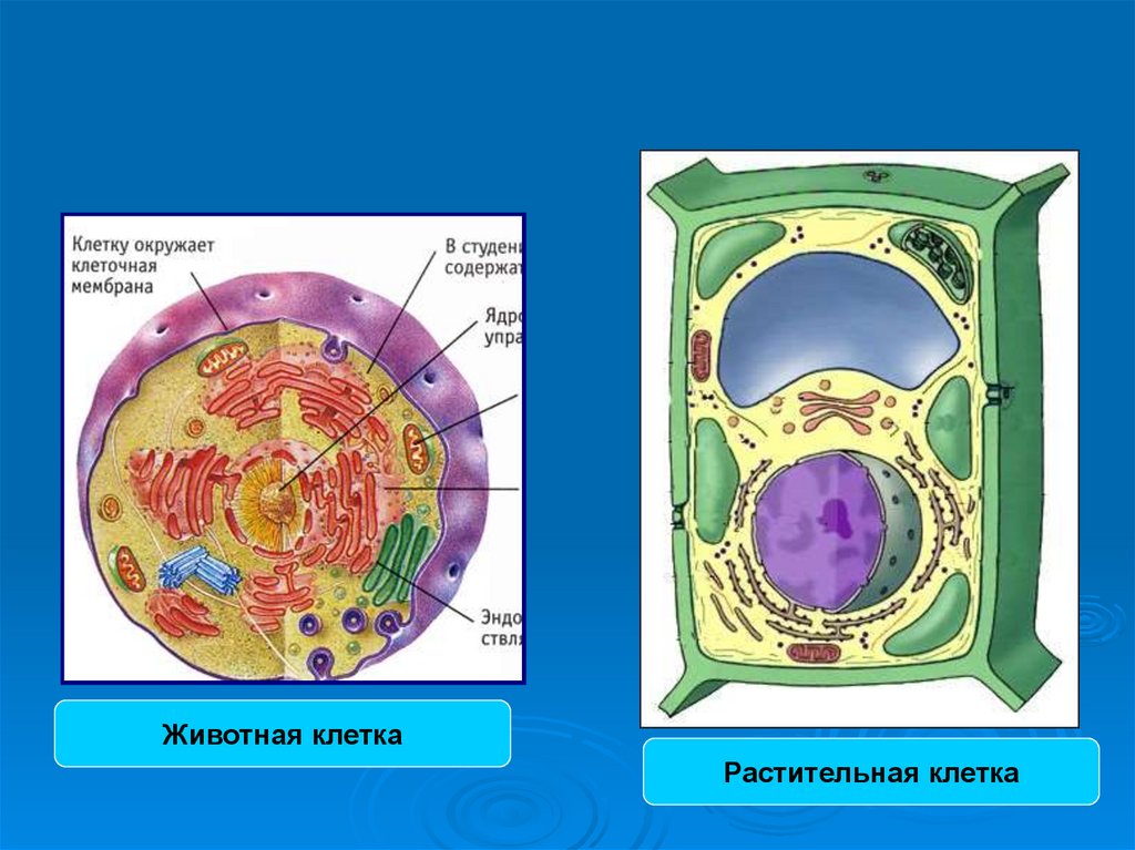 Ядро клетки окружено