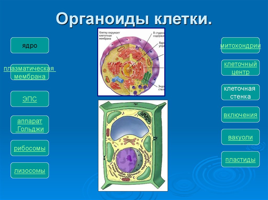 В любой клетке имеется. Органоиды ( части)клетки растения 6 класс биология. Клеточная стенка мембранный органоид или нет. Клеточные органоиды человека. Основные органоиды клетки человека.