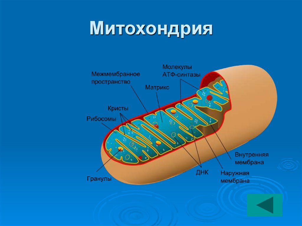 Митохондрии имеют строение. Структура органоидов митохондрия. Матрикс митохондрий. Митохондрии строение органоида. Строма митохондрии.