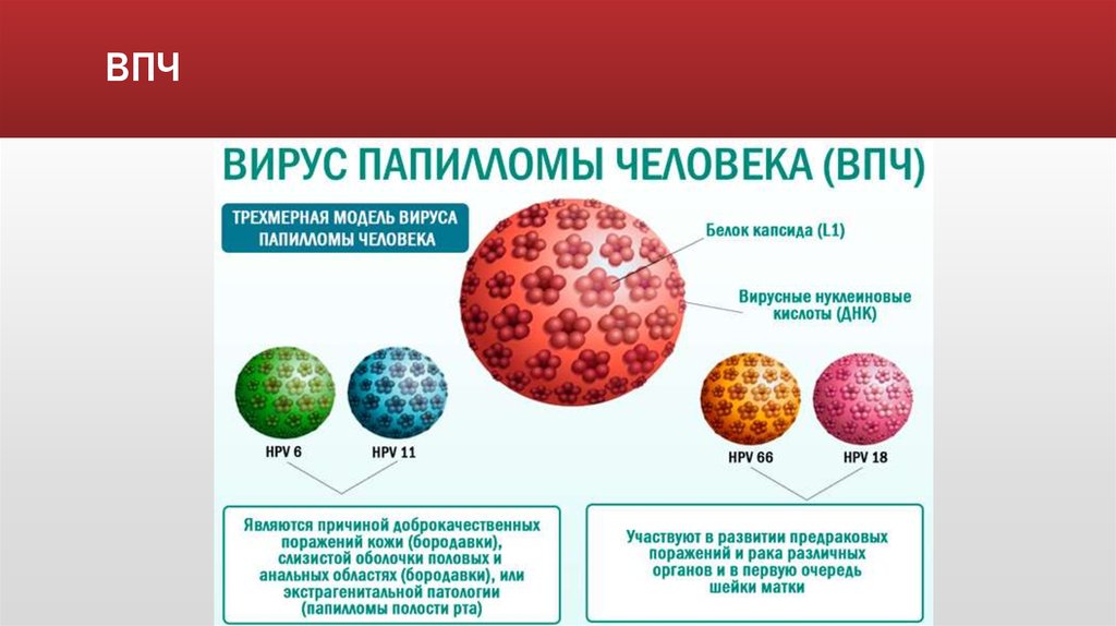 papillomavírus condylomes vakcina)