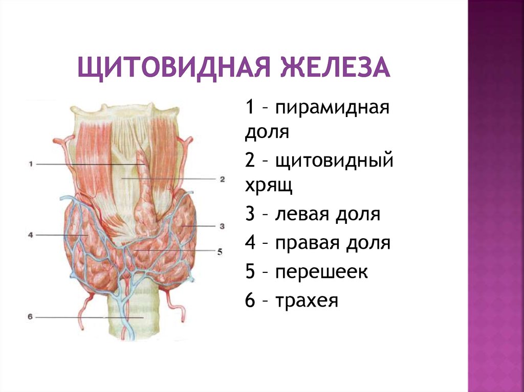 Желез 1. Строение щитовидной железы доля перешеек. Строение перешейка щитовидной железы. Строение доли щитовидной железы. Пирамидальная долька щитовидной железы.