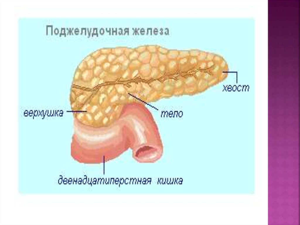 Хвоста железы. Тощая кишка эндокринные железы.