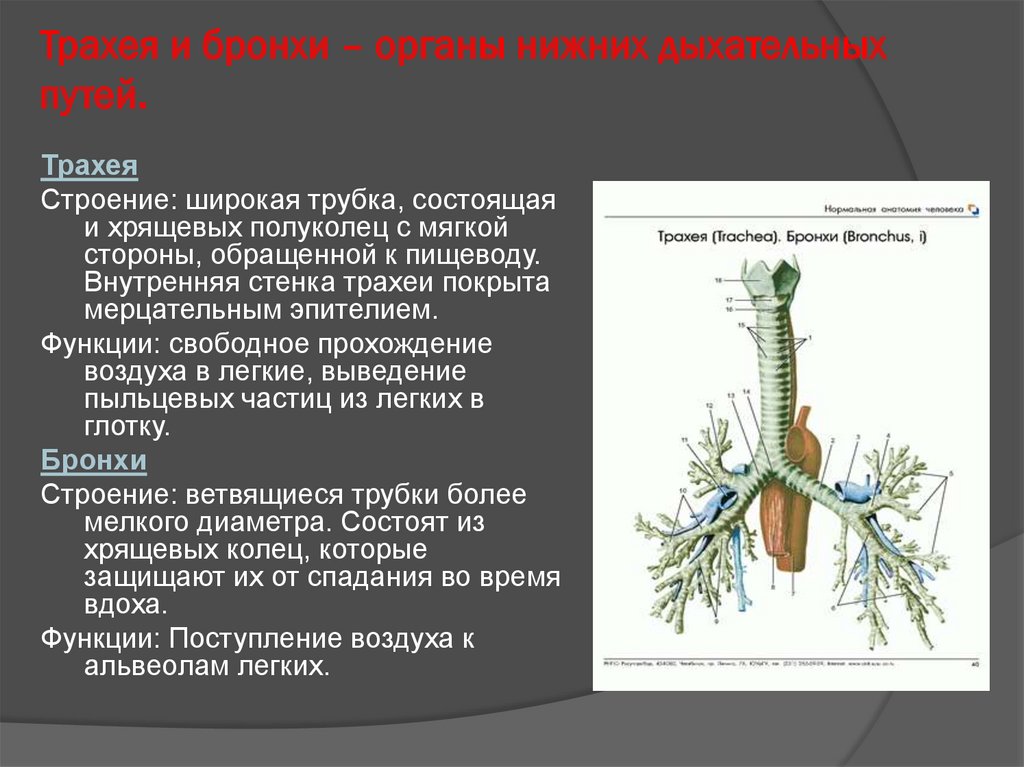 Пищевод бронхи