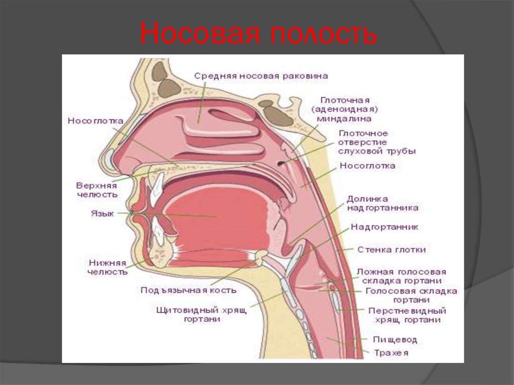 Схема носовой полости человека