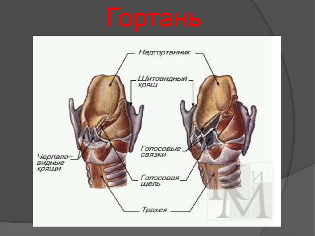 Рисунок гортань с обозначениями