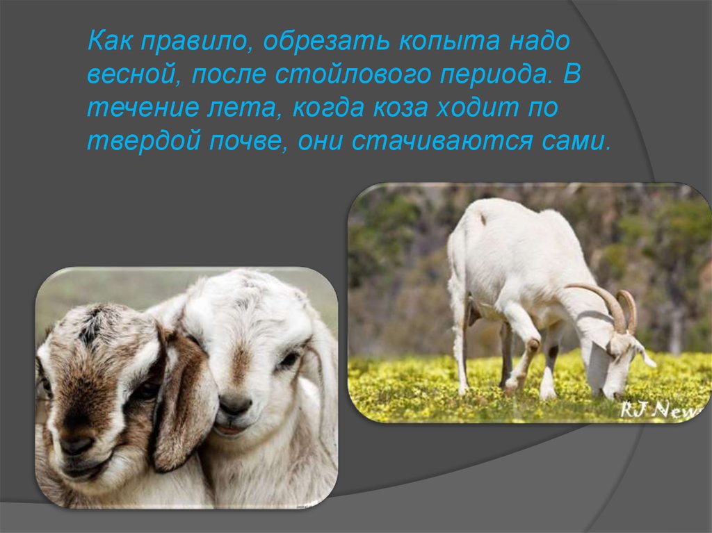 Презентация коза. Презентация козы на английская. Упрямые козы презентация. Ческа коз презентация.