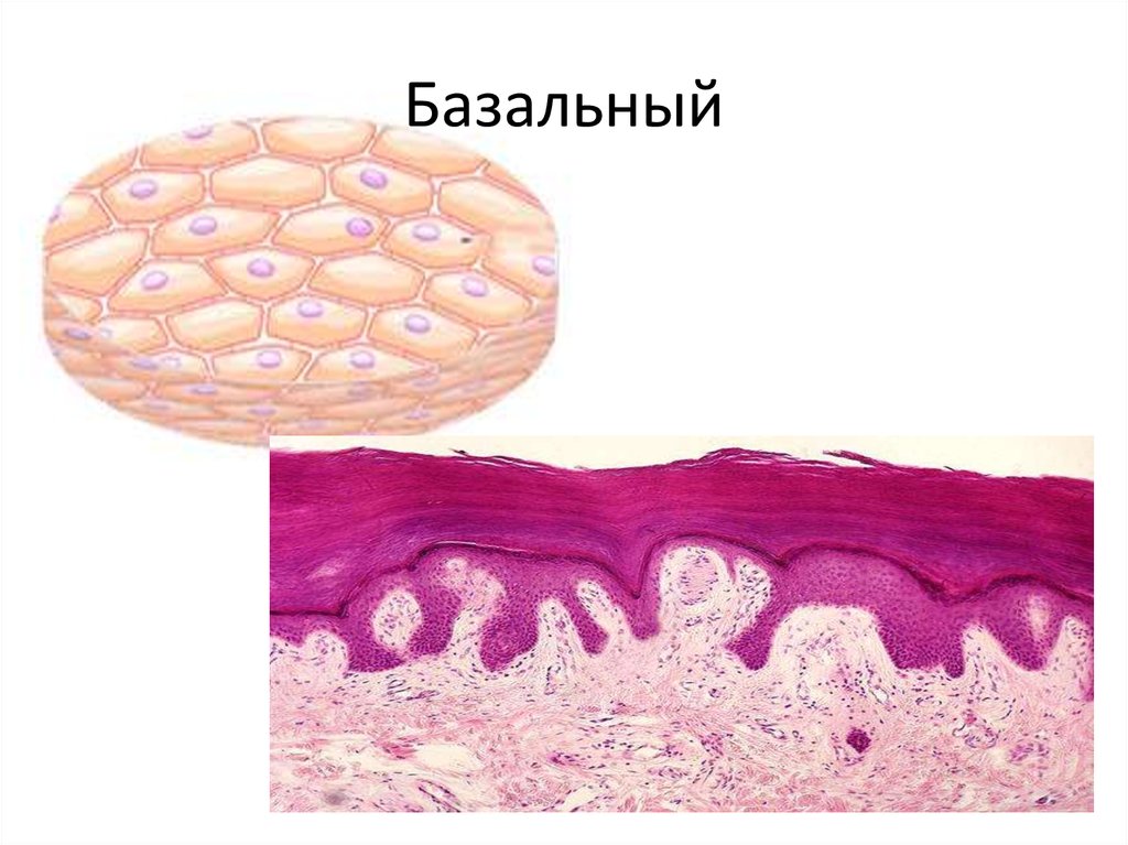 Клетки эпидермиса