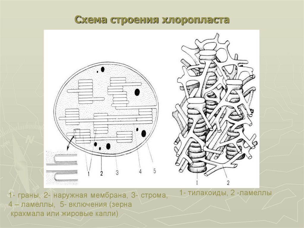 Схема строения хлоропласта