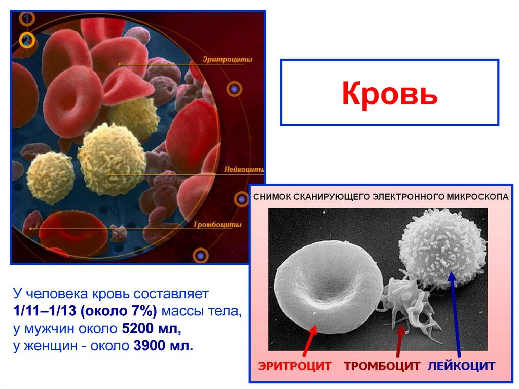 Элементы белой крови. Строение эритроцитов лейкоцитов и тромбоцитов. Клетки крови эритроциты лейкоциты тромбоциты рисунок. Структура белых кровяных клеток. Эритроциты лейкоциты тромбоциты рисунок.