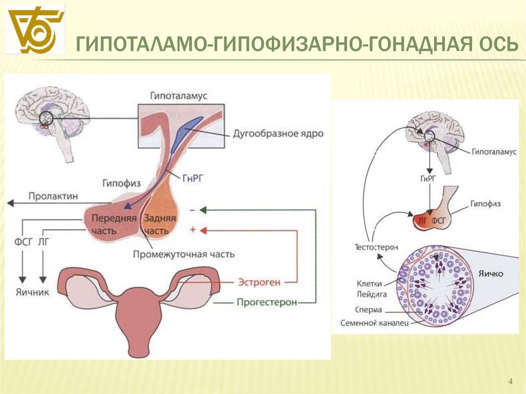 Схема репродуктивной системы