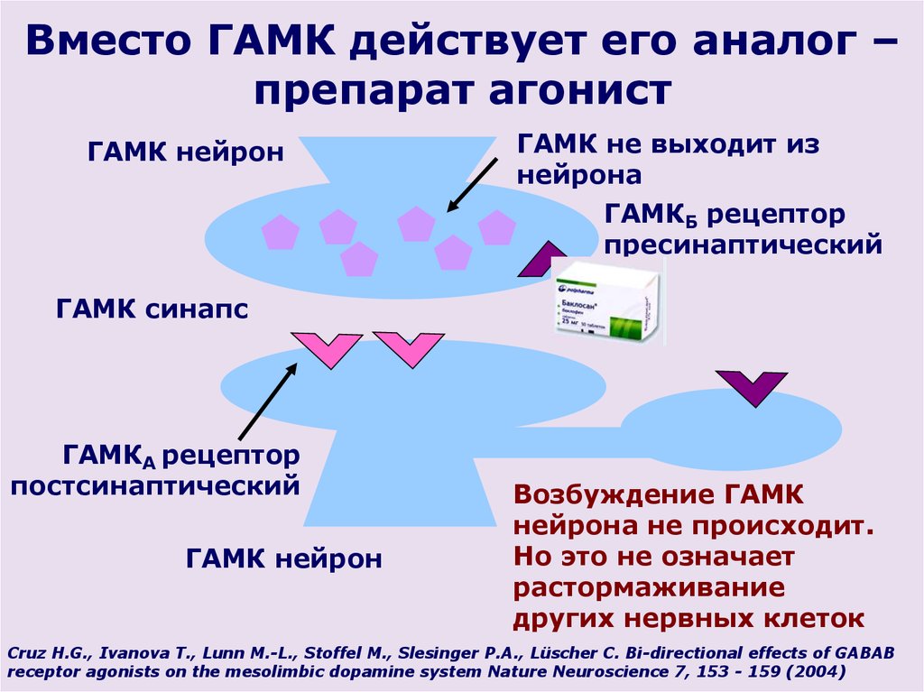 Гамма кислота. ГАМК. ГАМК препараты. ГАМК Рецептор синапс. ГАМК медиатор рецепторы.