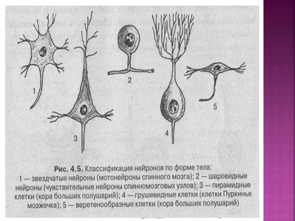 Нейроны спинного мозга характеристика. Классификация нейронов спинного мозга. Классификация нейронов по функциям таблица. Классификация нейронов по форме тела. Строение нейрона классификация нейронов.