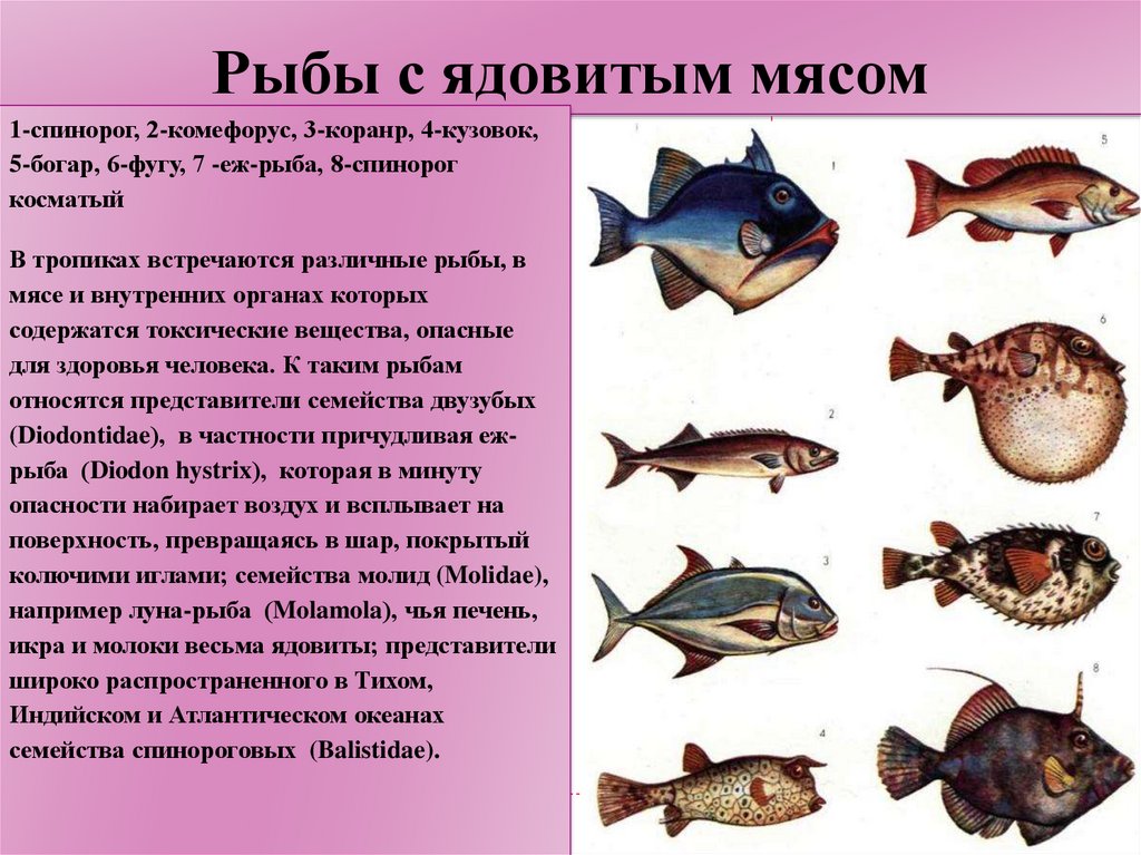 Какая рыба вредна. Виды морских рыб. Назовите вид ядовитой рыбы. Ядовитые рыбы с названиями. Морская рыба названия.