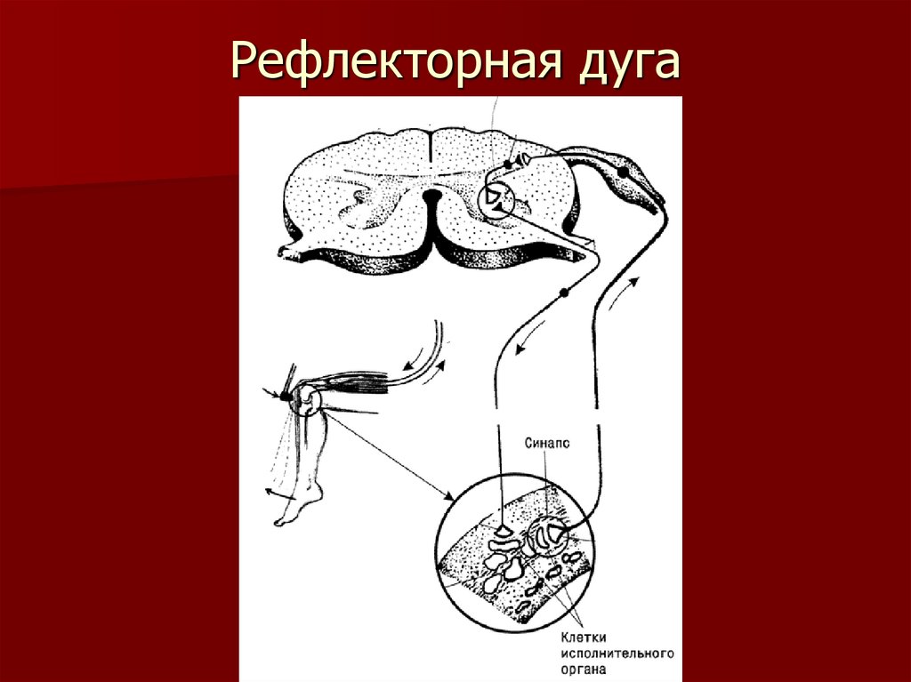 Схема рефлекторной дуги глазосердечного рефлекса