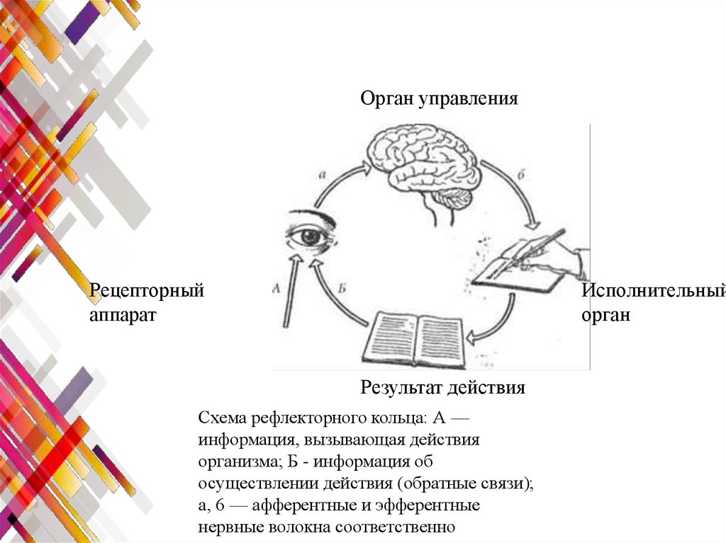 Схема рефлекторного кольца по бернштейну