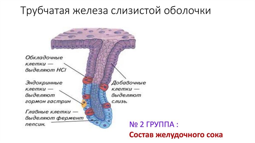 Трубчатая железа. Простая трубчатая железа строение. Строение трубчатой железы. Альвеолярно-трубчатые железы.