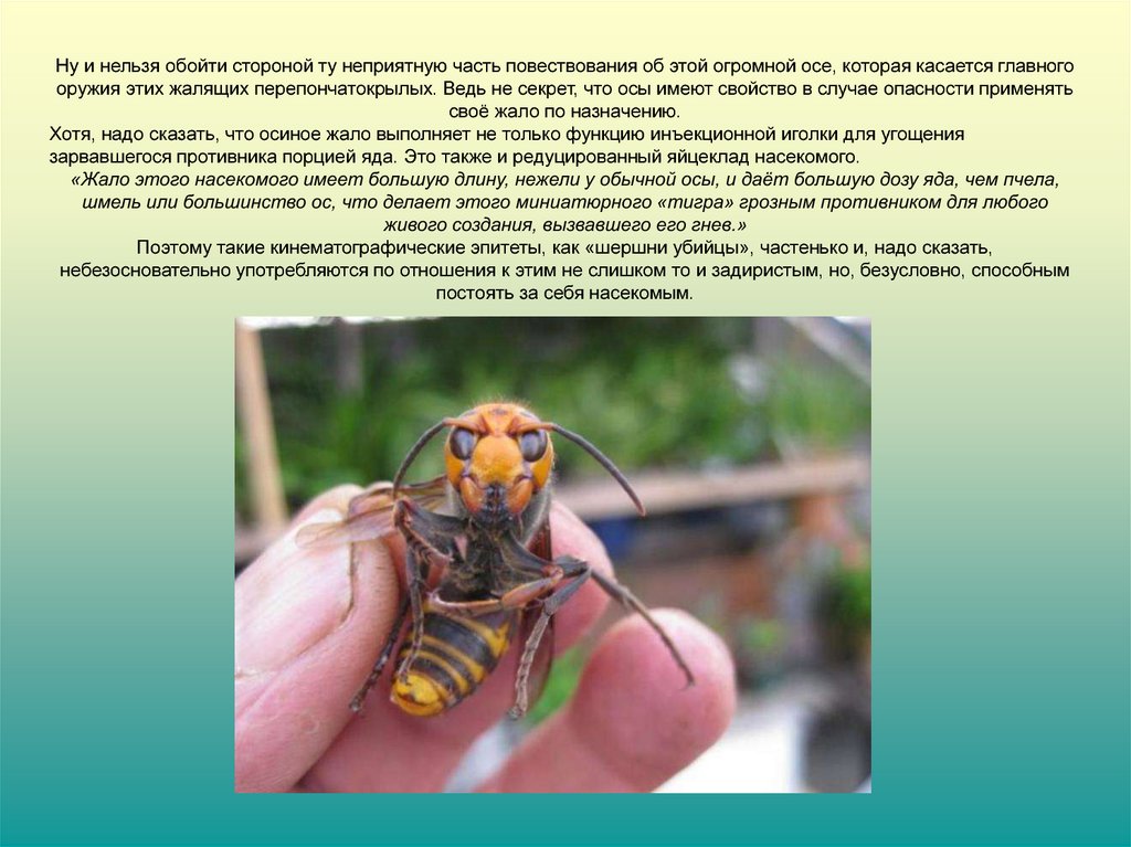 Шершень и пчела сравнение фото и описание