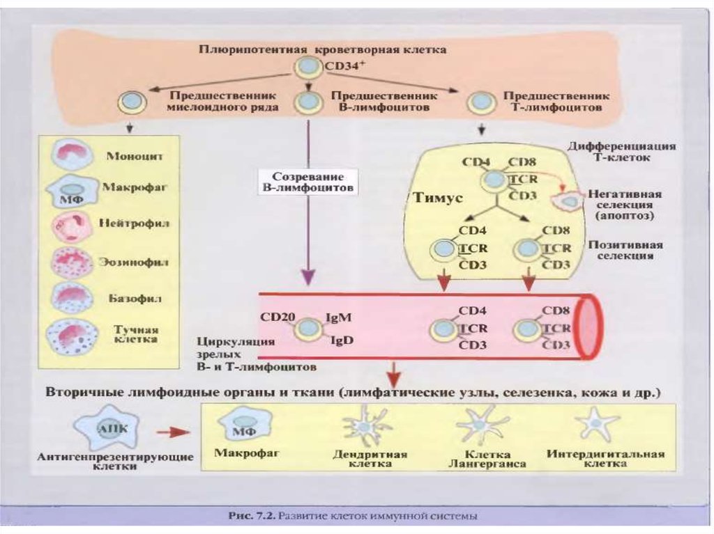 Количество иммунных клеток