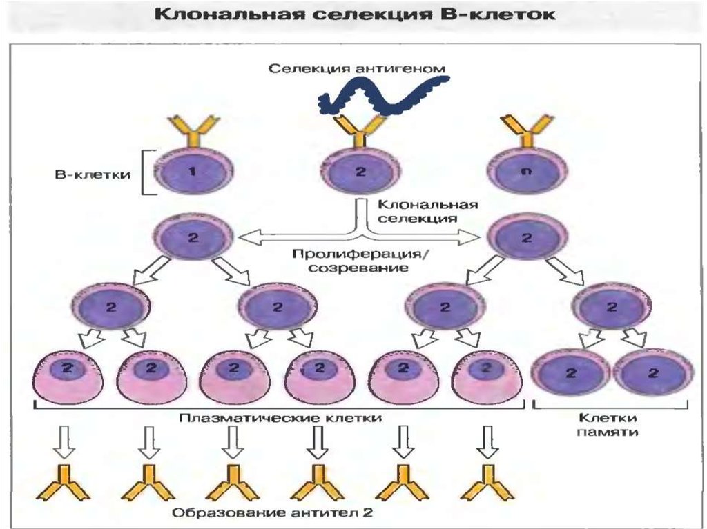 Б клетки. Механизм образования антител схема. Клеточная пролиферация. Пролиферация это иммунология. Пролиферация т клеток.